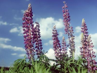 There are pink and white varieties.