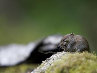 Rodent outdoors.