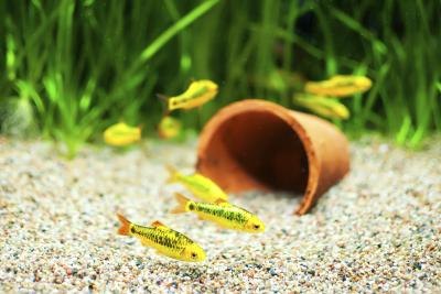Yellow fish swim over gravel at the bottom of a tank.
