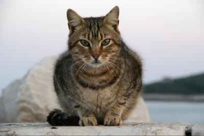 Cat waiting for owner. Cat waiting for owner.
