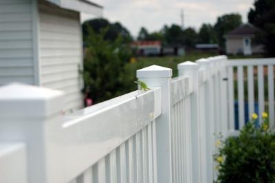 Lizard on vinyl fence
