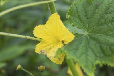 A close-up of a leaf on a flowering cucumber plant.