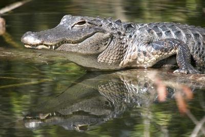 Alligators and crocodiles have four-chambered hearts.