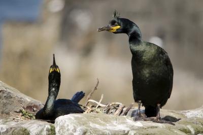 Once the nest is completed the couple will mate.