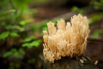 Close up of coral mushrooms.