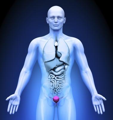 Medical imaging- bladder highlighted in red.