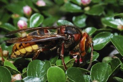 Hornet Hornet
