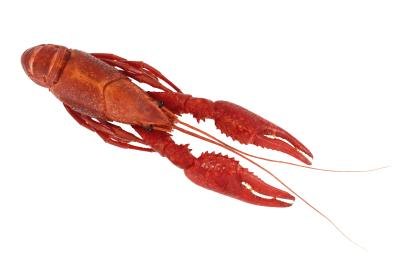 Crayfish.