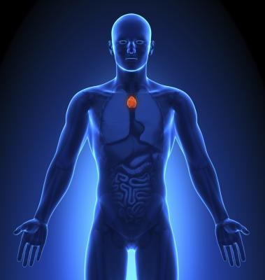 Thymus on adult.