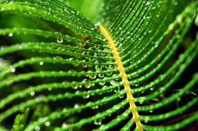 Sago palm with water droplets