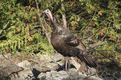 Female turkey.