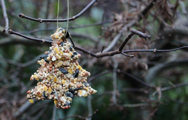 A birdseed ornament hangs on a bare branch.