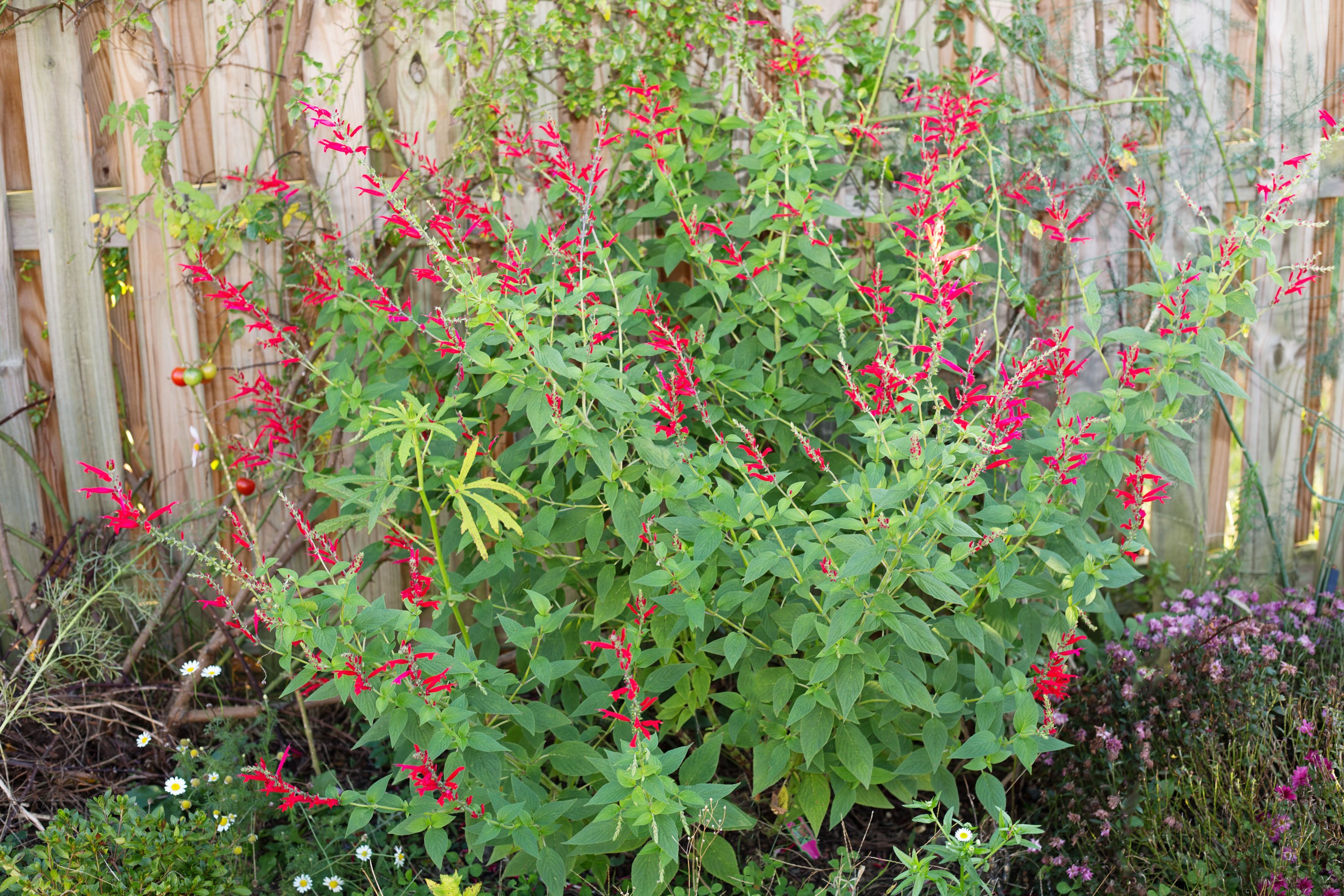 How to Grow Pineapple Sage (with Pictures) eHow