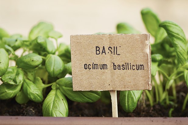 Fresh herbs engage your senses of sight and smell, as well as taste. Fresh herbs engage your senses of sight and smell, as well as taste.
