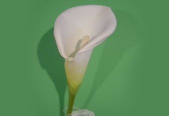 Silk Cala Lily Silk Cala Lily