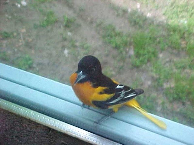 how to make nectar for orioles ehow how to make nectar for orioles ehow