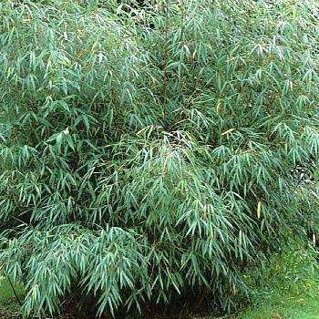 Trim Bamboo Plants Trim Bamboo Plants