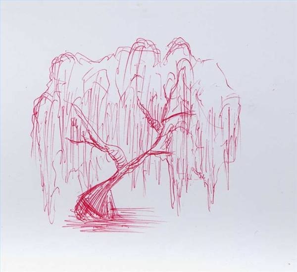 Draw a Wheeping Willow Tree Draw a Wheeping Willow Tree