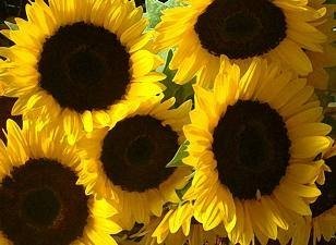 Care for a Sunflower Care for a Sunflower