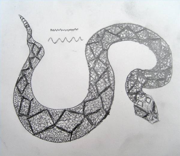 Diamondback rattlesnake. Diamondback rattlesnake.