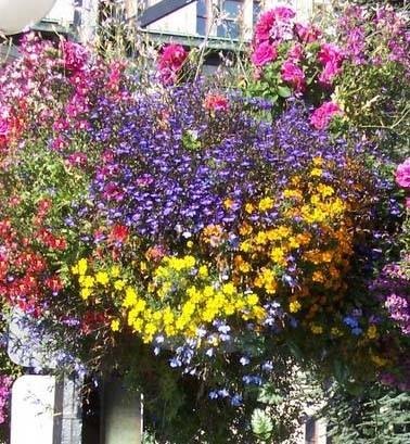 Types of Hanging Flowers Types of Hanging Flowers