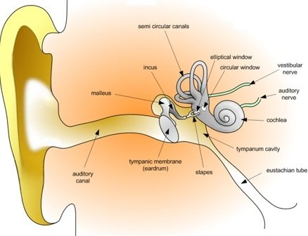 Inner Ear Exercises Inner Ear Exercises