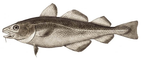 Types of Codfish Types of Codfish