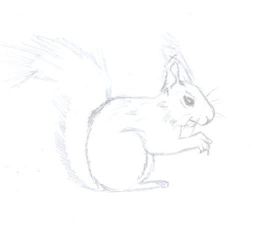 squirrel squirrel
