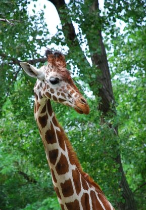 The Internal Anatomy of a Giraffe | eHow