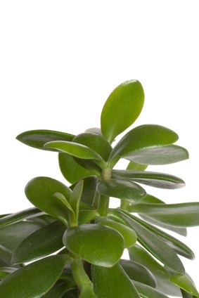 identifying house plants how to identify small leaf house plants ehow - Identifying House Plants By Leaves identifying house plants how to identify small leaf house plants ehow - Identifying House Plants By Leaves