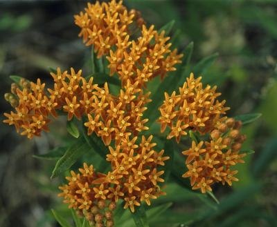 Identification Of Weeds With Yellow Orange Flowers Ehow