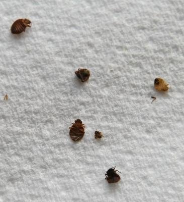 Beds,bed bath and beyond,bed bugs,bed bath and beyond coupon,bed bug bites,bed