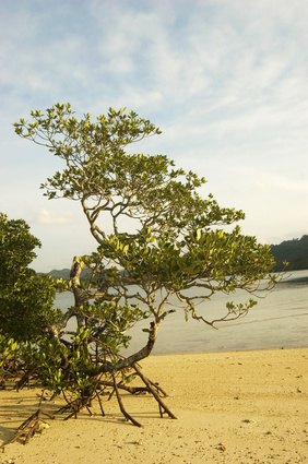 The black mangrove is a Florida native and thrives in Florida's zone 10. The black mangrove is a Florida native and thrives in Florida's zone 10.