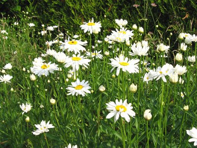 Field of Shasta daisies. Field of Shasta daisies.