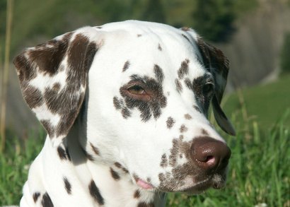 The Dalmatian has a history as a coach, fire and retrieving dog. The Dalmatian has a history as a coach, fire and retrieving dog.