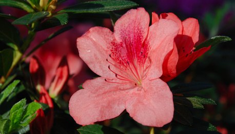 Azaleas have pretty spring flowers. Azaleas have pretty spring flowers.