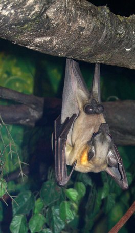 Don't be afraid! We need bats to help protect our natural world. Don't be afraid! We need bats to help protect our natural world.