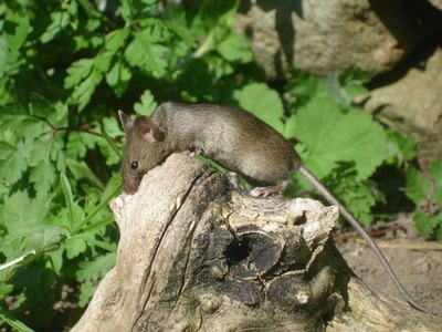 The common field mouse is native to parts of Europe and Asia. The common field mouse is native to parts of Europe and Asia.