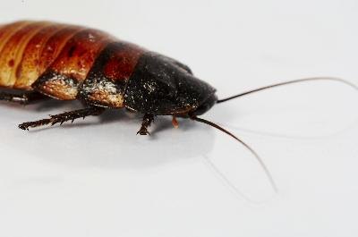 The same chemicals that annihilate roaches can cause health issues for humans. The same chemicals that annihilate roaches can cause health issues for humans.