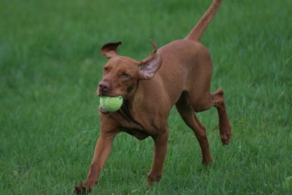 Pet owners should research all pesticides before administering to pets. Pet owners should research all pesticides before administering to pets.
