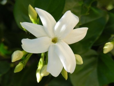 Sampaguita is a fragrant species of jasmine naturalized in the South Pacific. Sampaguita is a fragrant species of jasmine naturalized in the South Pacific.