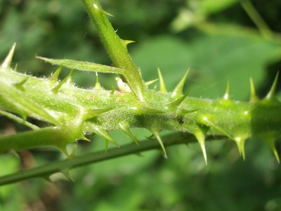 A natural defense mechanism for plants, thorns can be an nuisance for gardners. A natural defense mechanism for plants, thorns can be an nuisance for gardners.