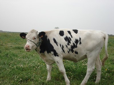 Cow magnets prevent cows from digesting metal objects which can lead to hardware disease. Cow magnets prevent cows from digesting metal objects which can lead to hardware disease.