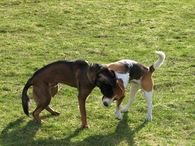 Rabies is contagious to all mammals. Rabies is contagious to all mammals.
