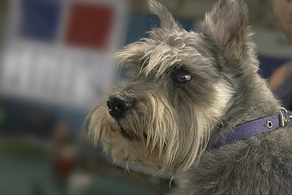 Senior dogs may suffer from kidney disease. Senior dogs may suffer from kidney disease.
