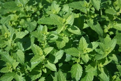 Does mint repel termites? Does mint repel termites?