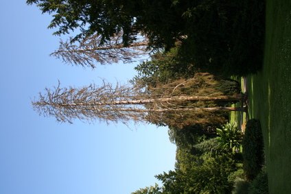 The Sequoia tree is a long-living species. The Sequoia tree is a long-living species.