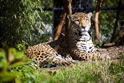 The jaguar calls the Amazon rainforest home. The jaguar calls the Amazon rainforest home.