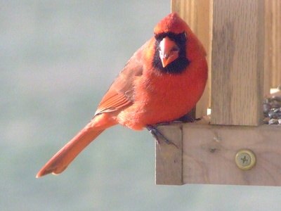 The cardinal is well-known for its coloring The cardinal is well-known for its coloring