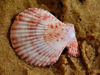 Shells you collect can be used in art projects. Shells you collect can be used in art projects.